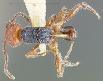 Media type: image; Entomology 22407   Aspect: habitus dorsal view